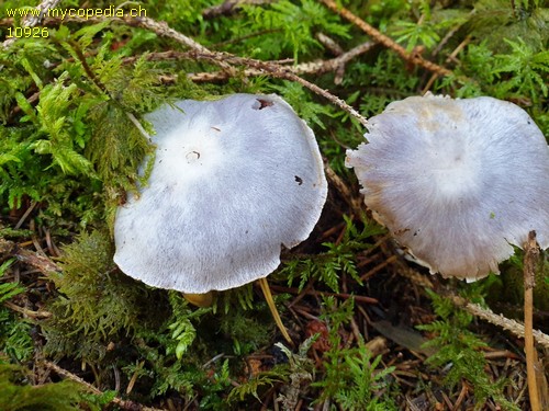 Cortinarius alboviolaceus - 