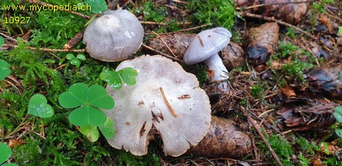 Cortinarius alboviolaceus - 