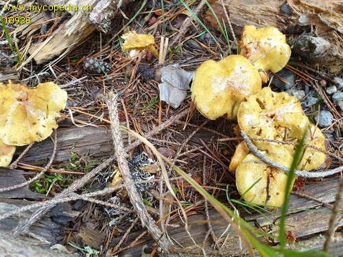 Pholiota spumosa - 