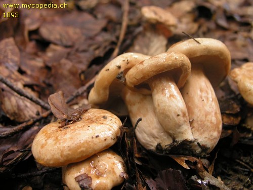 Lactarius pallidus - 