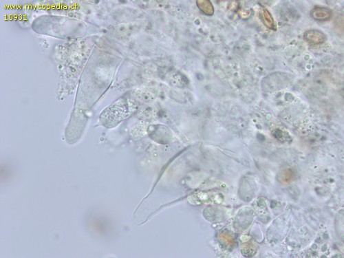 Pholiota spumosa - Cheilozystiden - 