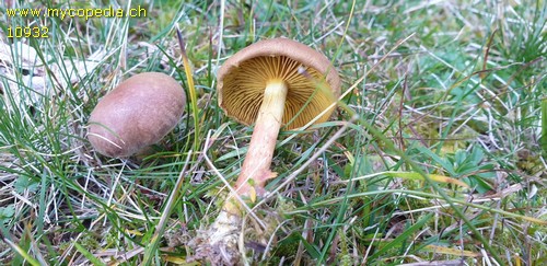 Cortinarius croceus - 