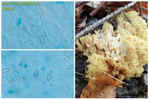 Ramaria fagetorum - Collage - 