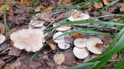 Lactarius glyciosmus - 