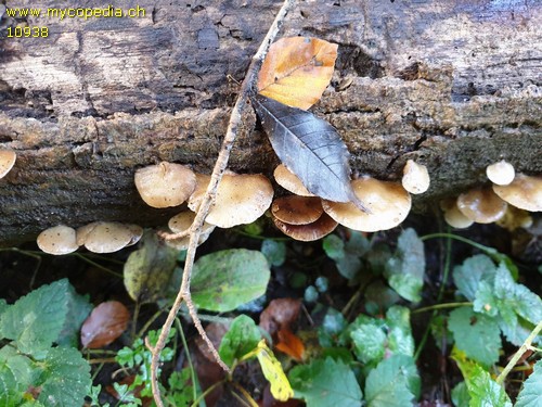 Crepidotus mollis - 