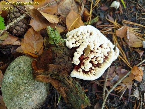 Hydnellum peckii - 