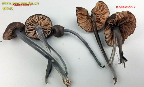 Entoloma chloropolium - 