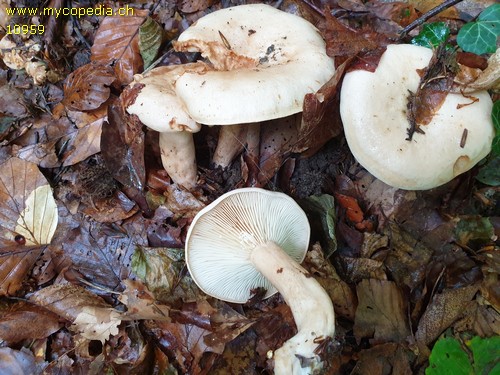 Lactarius pallidus - 