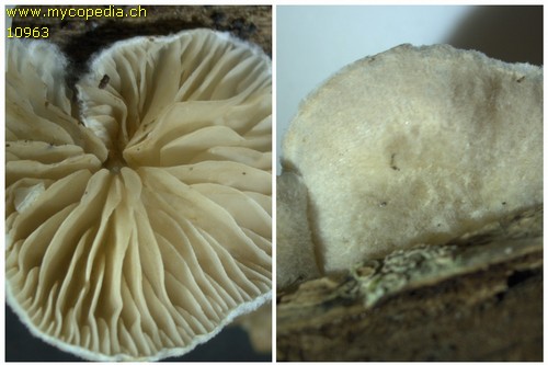 Crepidotus applanatus - 