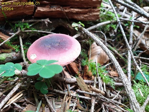 Russula turci - 