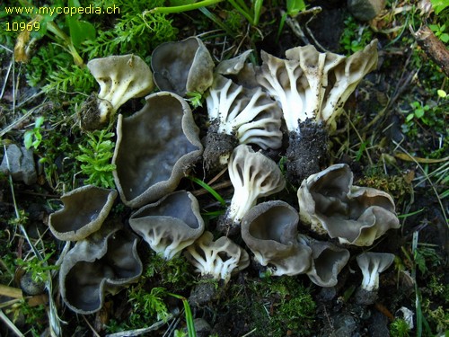 Helvella costifera - 