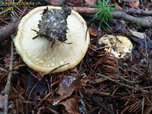 Lactarius leonis - 