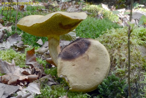 Xerocomus lanatus - 