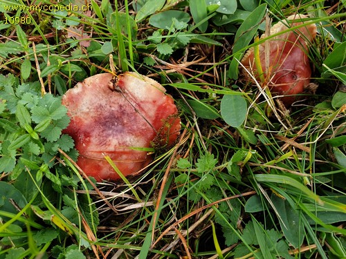 Russula sanguinea - 