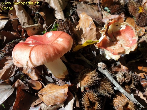 Russula mairei - 