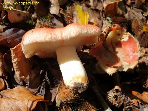 Russula mairei - 