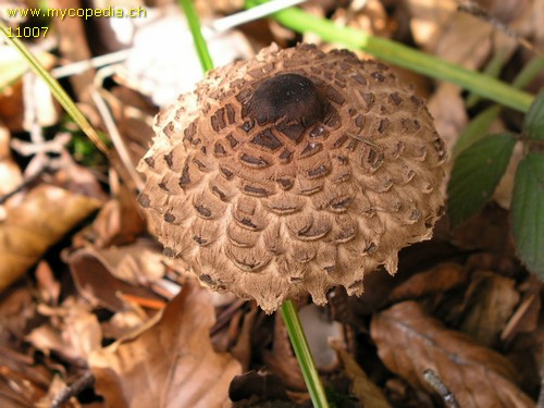 Macrolepiota procera - 