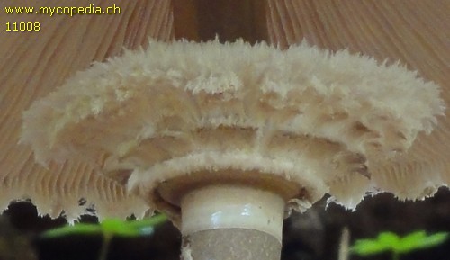 Macrolepiota procera - 