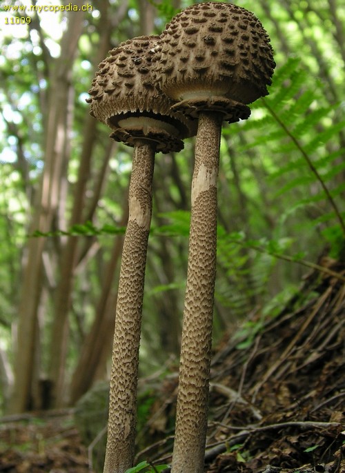 Macrolepiota procera - 