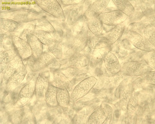 Asterophora parasitica - Chlamydosporen - 