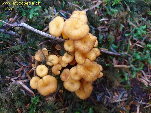 Cantharellus tubaeformis - 