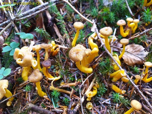 Cantharellus tubaeformis - 