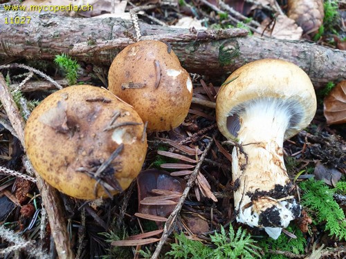 Cortinarius saginus - 