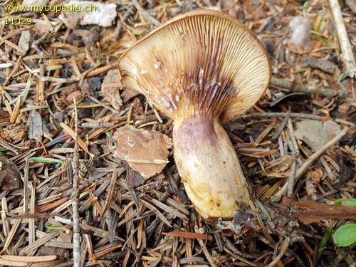 Lactarius luridus - 