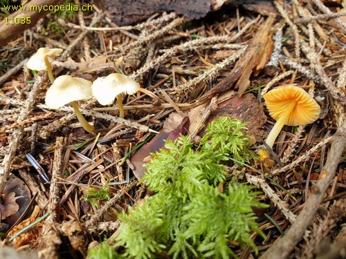 Mycena aurantiomarginata - 