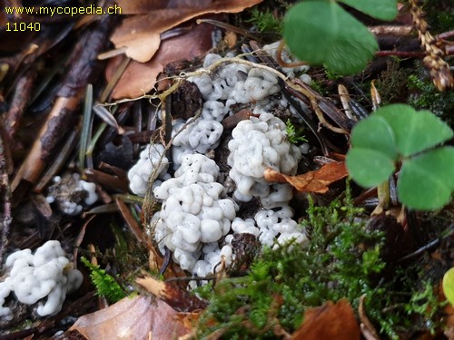 Tremella encephala - 