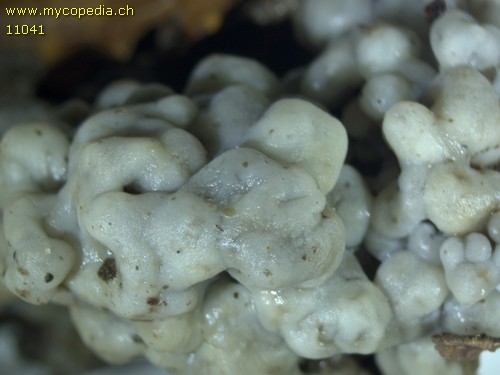 Tremella encephala - 