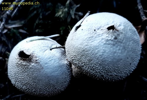 Lycoperdon foetidum - 