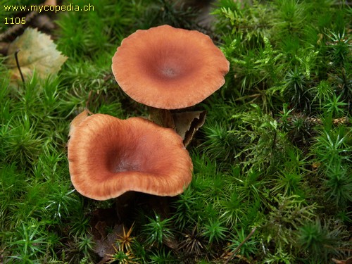 Lactarius tabidus - 