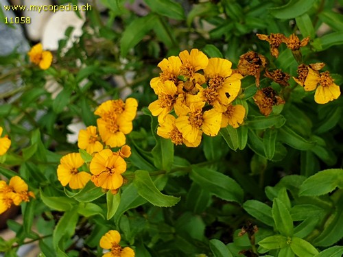 Tagetes lucida - 