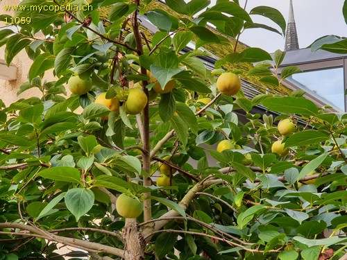 Diospyros kaki - 