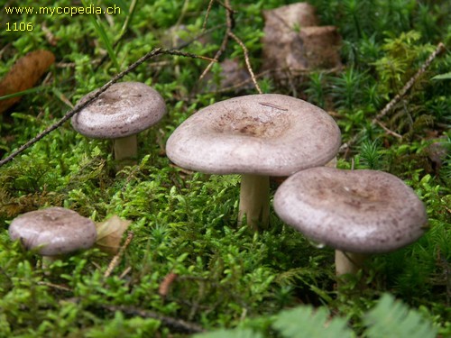 Lactarius trivialis - 