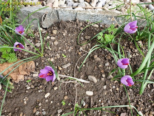 Crocus sativus - 