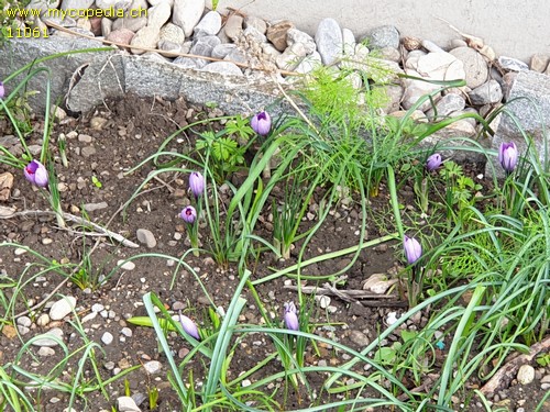 Crocus sativus - 