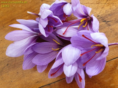 Crocus sativus - 
