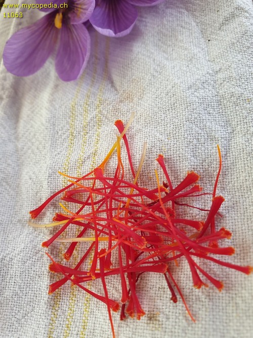 Crocus sativus - 