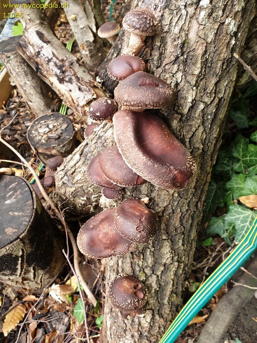 Lentinula edodes - 