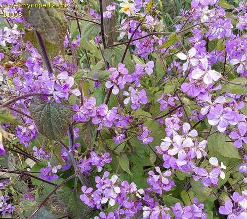 Hesperis matronalis - 