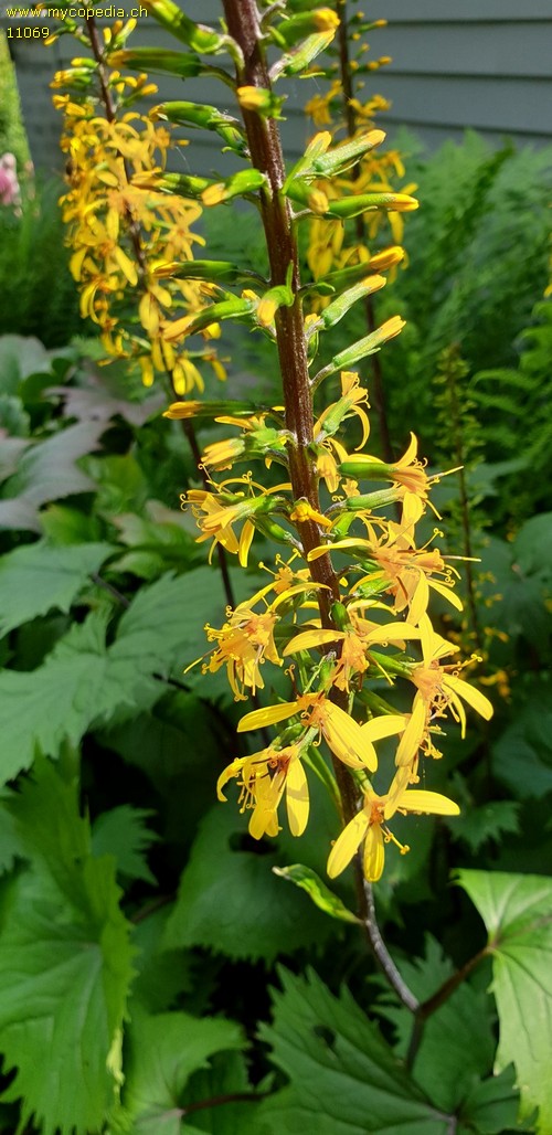 Ligularia przewalskii - 