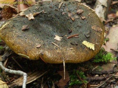 Lactarius turpis - 