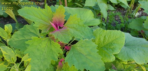 Chenopodium giganteum - 