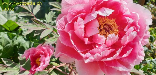 Paeonia lactiflora - 