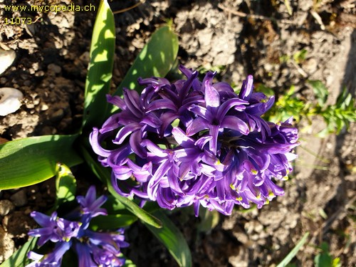 Hyacinthus - 