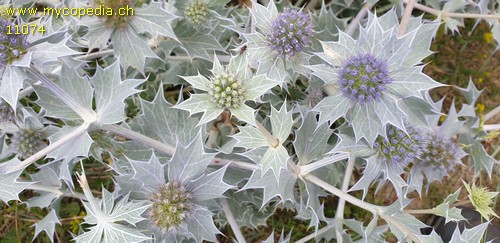 Eryngium maritimum - 