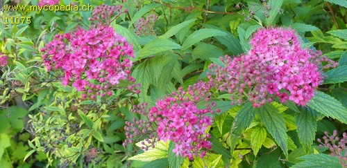 Spiraea japonica - 