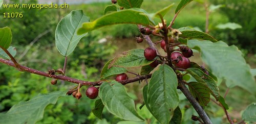 Cotoneaster acuminatus - 